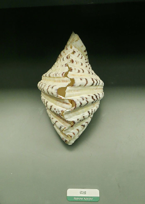 �������ﱴ����ϖ�걾