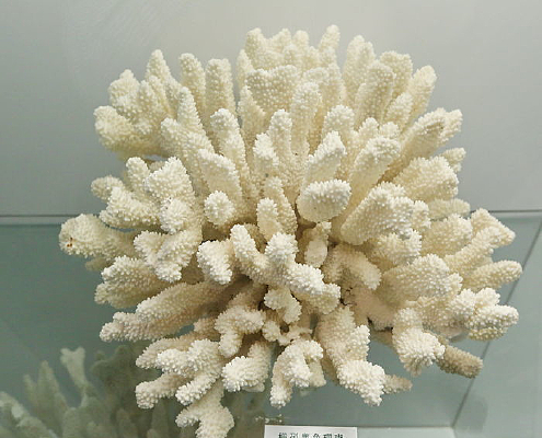 �������ﱴ��դ��¹��ɺ���걾