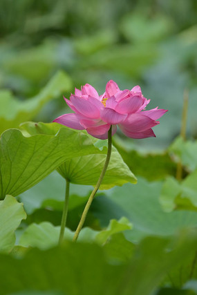 �������羰ͼƬ