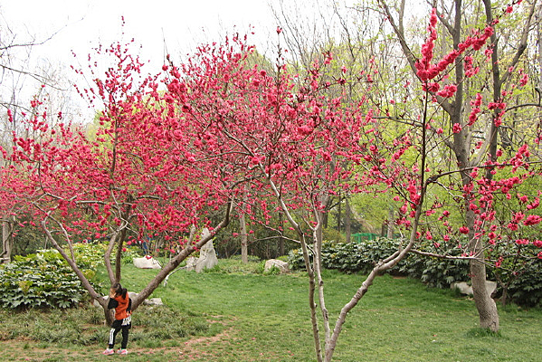 �����µ�С��