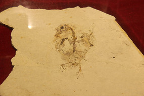 ��С������ʯ