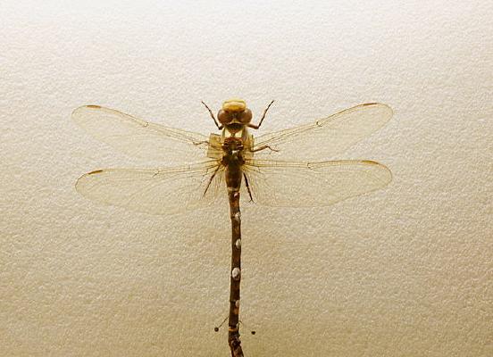 ������������ѱ걾