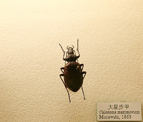 ������ǲ��׵ı걾