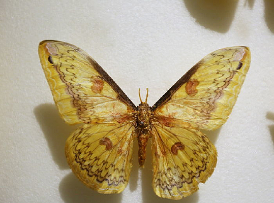 ������౪��϶�걾