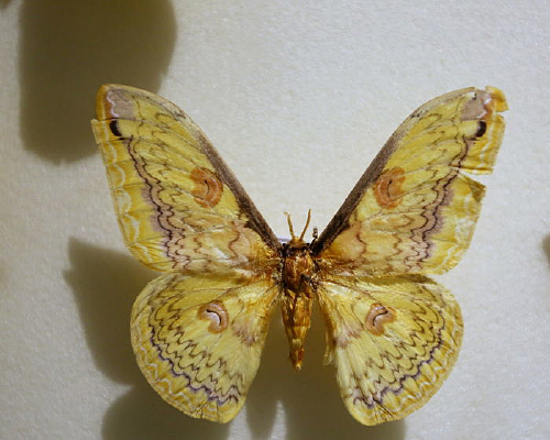 ������౪��϶�ı걾