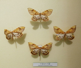 ��������й���Ҷ�߶�걾