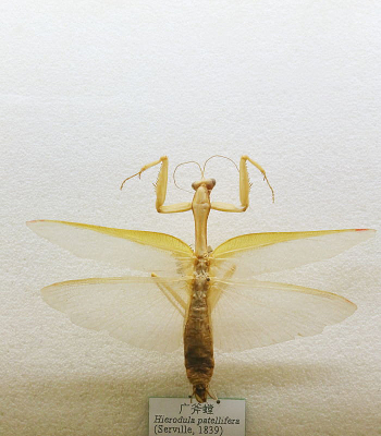 ����㸫�걾