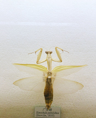 ����㸫�ı걾