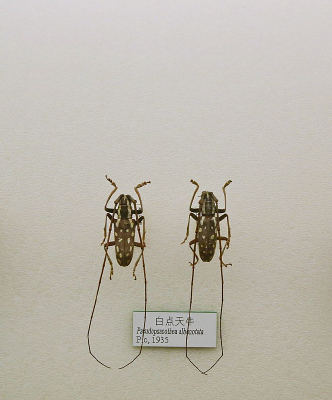 ����׳�׵���ţ�걾