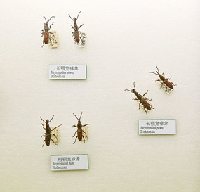 ����׳泤�����걾