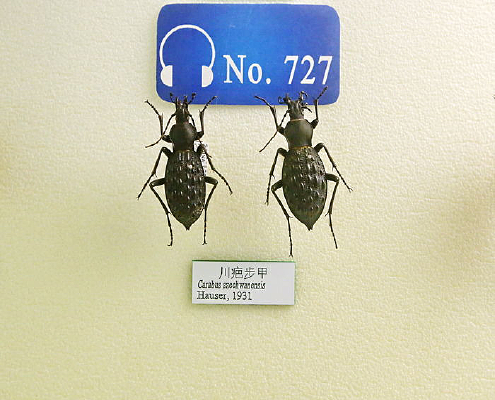 ����׳洮�̲��ױ걾