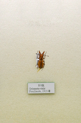 ����׳滷�±걾