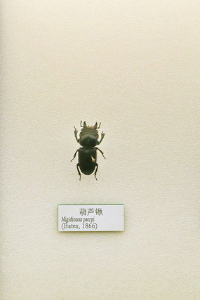 ����׳��«�±걾