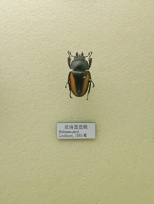 ����׳�����Բ���µı걾