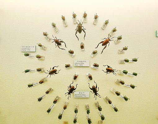 ����׳�Ⱥ������Ҷ�׶��б걾