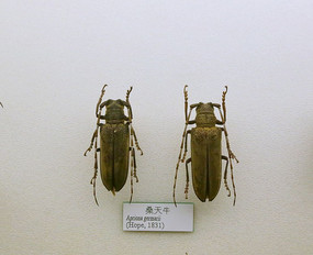 ����׳�ɣ��ţ�걾