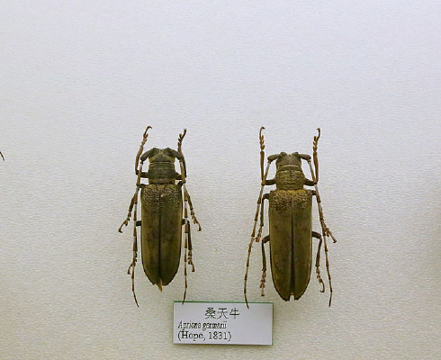 ����׳�ɣ��ţ�걾