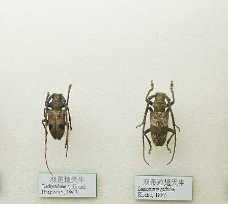 ����׳�˫��������ţ�걾