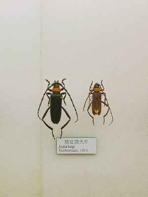 ����׳��Һ쾱��ţ�걾