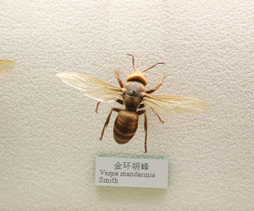 ����𻷺���ı걾