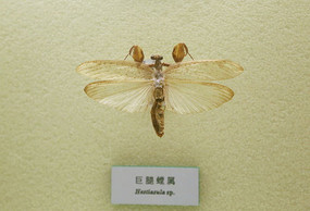 �������������걾