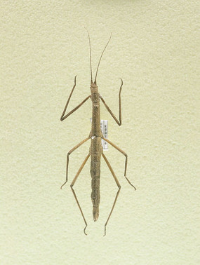 �����ձ���Ñ�걾