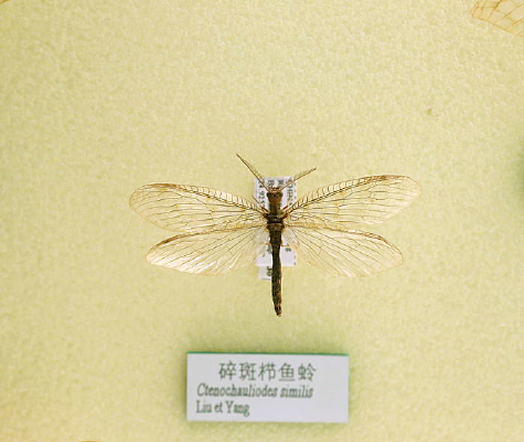 ������߽����ȱ걾