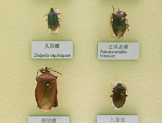 ����ͭ���������걾