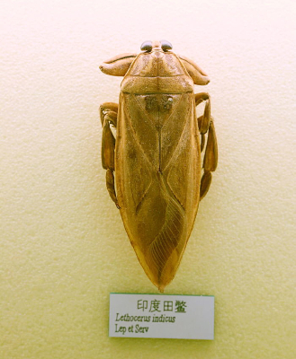 ����ӡ�����걾