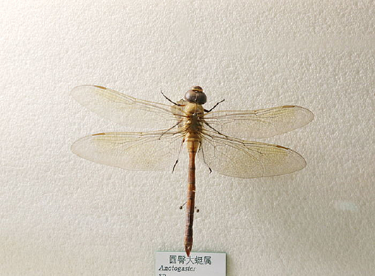 ����Բ�δ��������ѱ걾