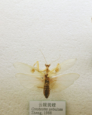 �������۰��걾