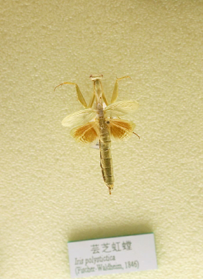 ����֥ܿ�����ı걾