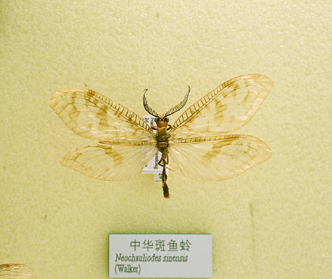 �����л������ȱ걾