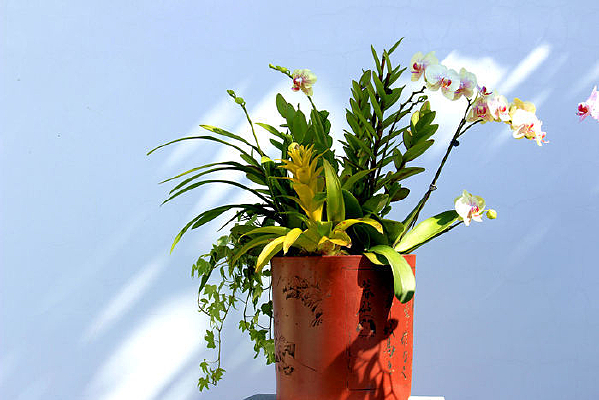 �������辰