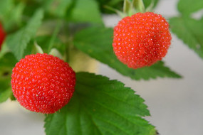 ����Ұ÷��ʵ