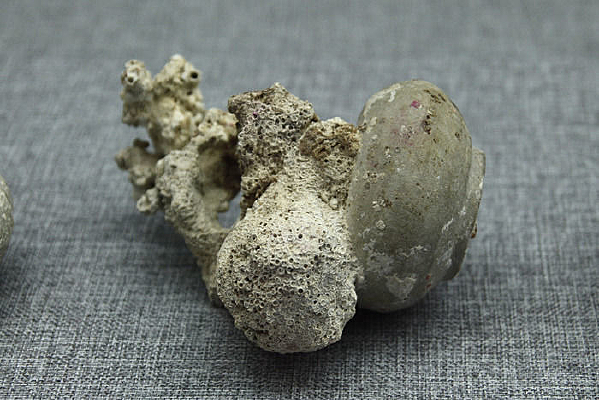 ����С����ɺ�������