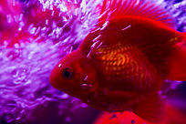 ˮ