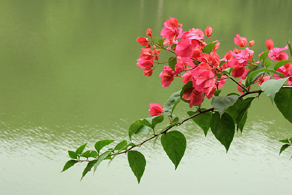 ˮ������÷