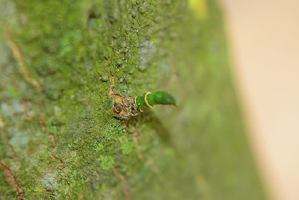 ��ľ����ѿ