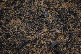 ��Ҷ��ɫ����