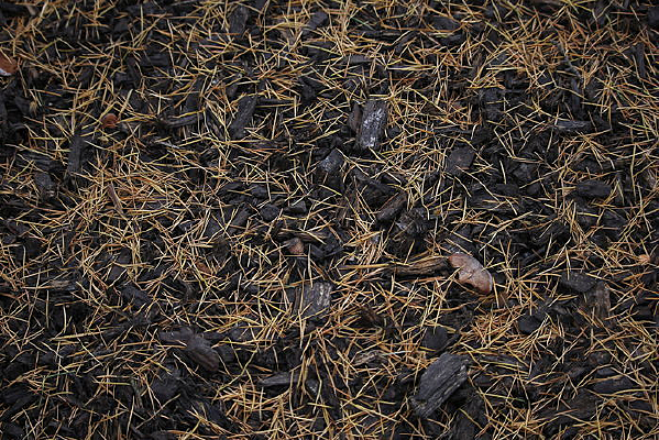 ��Ҷ��ɫ����