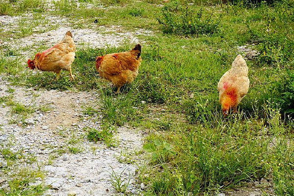 ������ֳ