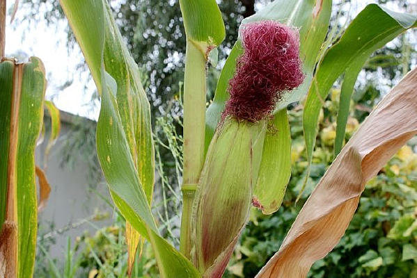 Χǽ�ߵ�������