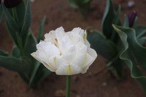 һ����İ�ɫ��