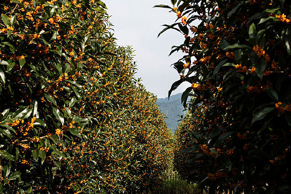 �������Ľ������