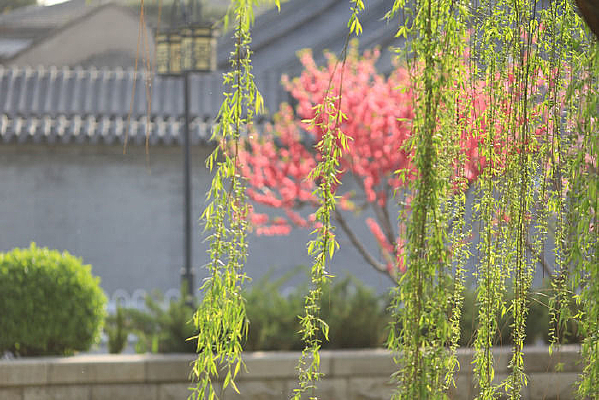 ���µ���֦