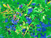 ����ˮ�ʻ�����ݮ��