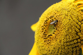 ���۵��۷�