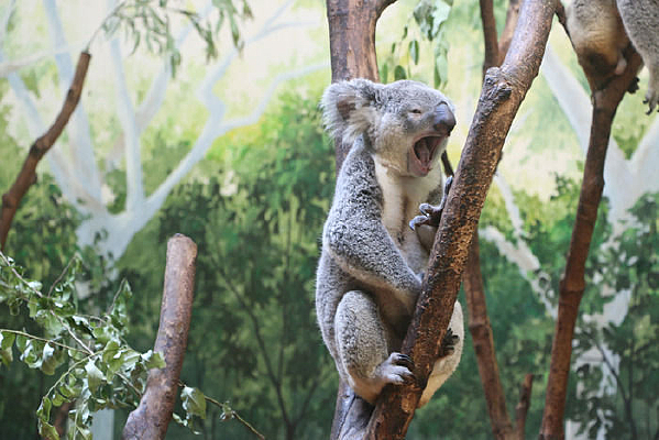 ���Ƿ������