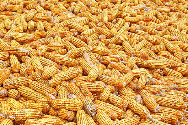 �ѻ���ɽ�����װ�